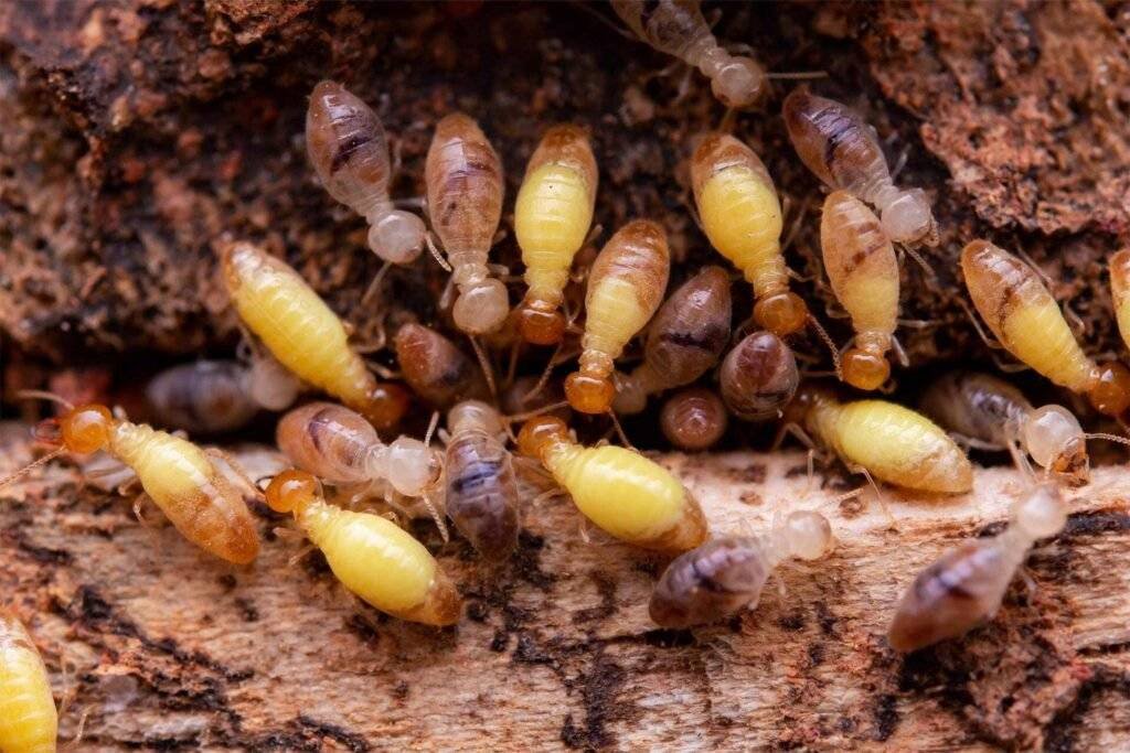 Termite inspections chelsea
