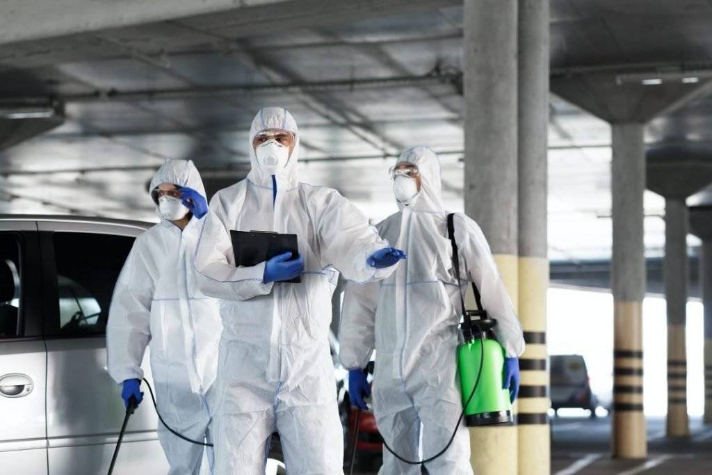 Pest inspections chelsea